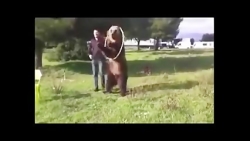 خرس اهلی دوست داشتنی و بانمک