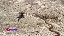 تلاش همه جانبه ایگوانا برای ره...