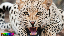 مجموعه شکارهای نادر توسط یوزپل...