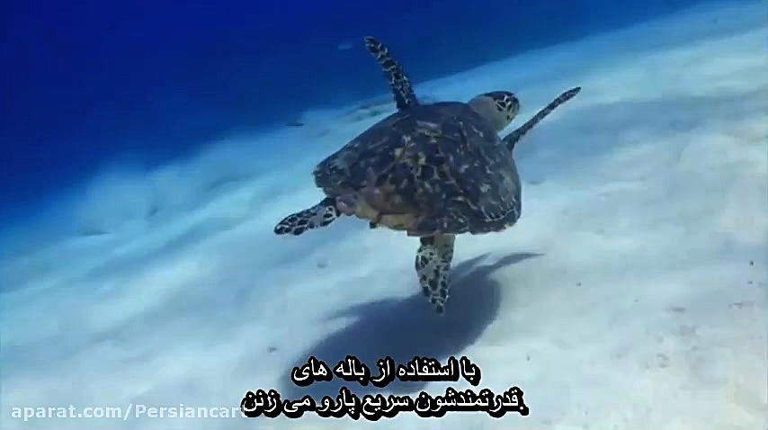 دانلود انیمیشن مدرسه کوسه زیرنویس فارسی چسبیده Shark School 2019 زمان3631ثانیه