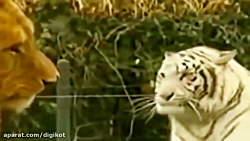 حیات وحش، جنگ سهمگین بین شیر و...