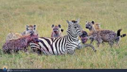 جدالی نفس گیر  حیات وحش حیوانا...