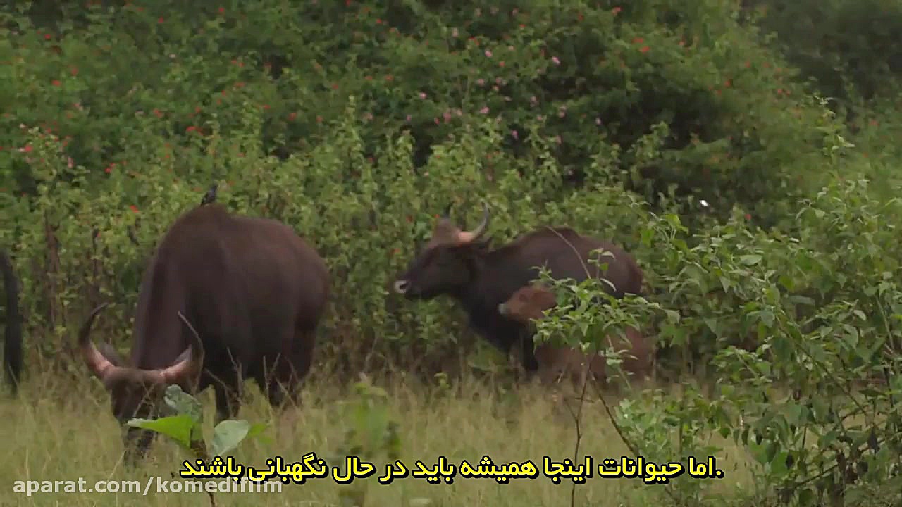 حیات وحش کارناتاکا ، نام فیلمی مستندWild Karnataka 2020 زمان3159ثانیه