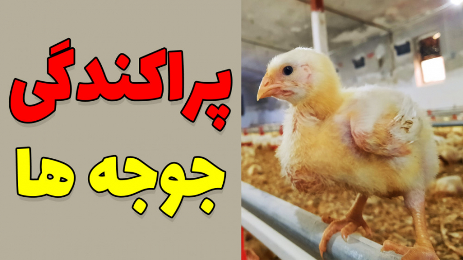 پراکندگی جوجه ها در سالن پرورش مرغ گوشتی دکتر محمد مهدی عبدالهی (دامپزشک)
