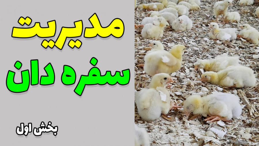 مدیریت سفره دان در پرورش مرغ گوشتی - بخش اول دکتر محمد مهدی عبدالهی (دامپزشک)