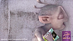 کلیپ قلقلک آدم فضایی مگا استار