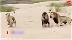 جدال خونین دو شیر برای تصاحب ش...