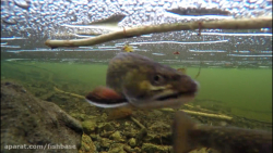 قزل آلای چشمه ای: Salvelinus fontinalis