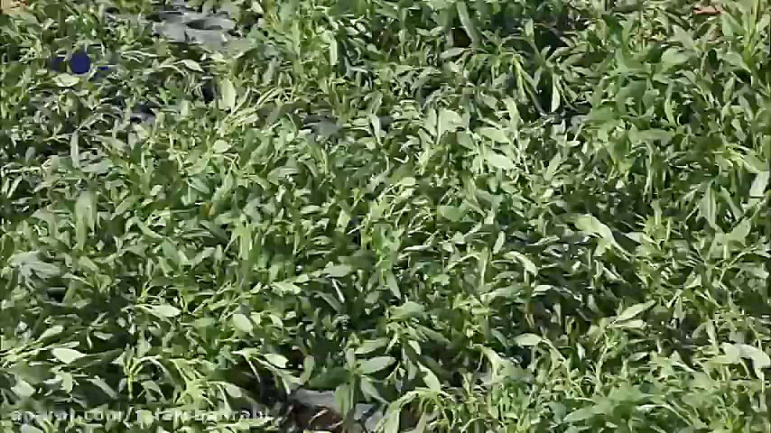 گیاه دارویی زوفا زمان307ثانیه