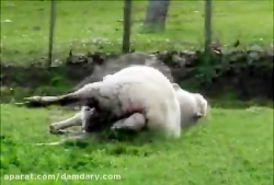 نحوه زایمان گوسفند چند قلوزا