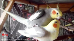 آواز خواندن : عروس هلندی