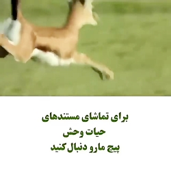 مستند حیوانات وحشی