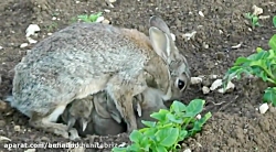 مستند شگفت انگیز : زایمان خرگو...
