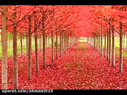 نغمه نی نوا  (نی نوازی )