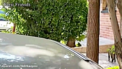 دوربین مخفی فارسی فرندز:سحر رو...