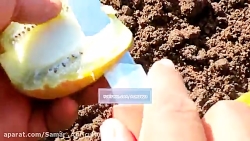 کاشت کیوی از طریق بذر