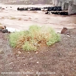 جاگیری اشتباه در زمان سیلاب