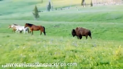 ملاقات گاو میش با اسب [ حیات و...