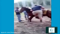 لگدهای ناکارکننده اسب ها به ان...