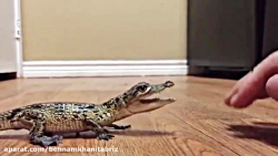 تمساح کوچک عصبانی شگفت انگیز