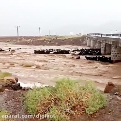 فیلمی از گرفتار شدن گله بزها د...