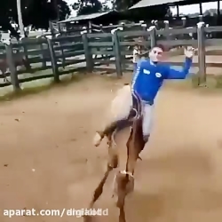 لحظه گاز گرفتن اسب وحشی