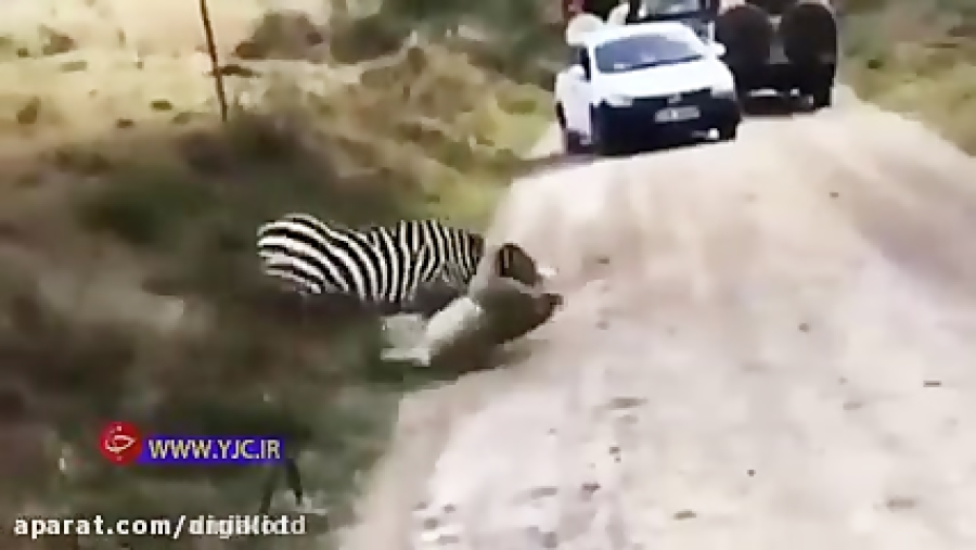 فرار دیدنی گورخر از دهان شیر