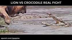 نبرد خونین شیر ها و فیل ها و ....