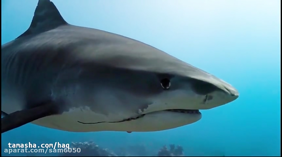 صخره دلفین - Dolphin Reef 2020 زمان4337ثانیه