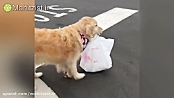 سگی که غذای صاحبش را از دلیوری...