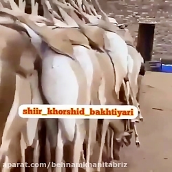 عربستان سعودی