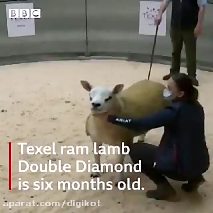 فروش گران ترین گوسفند دنیا با...