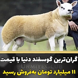 گرانترین گوسفند دنیا