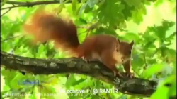 جلوه&zwnj;های زیبای طبیعت و آه...