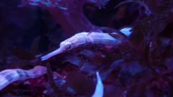 سوزن&zwnj;ماهی هم&zwnj;سفره: Corythoichthys haematopterus