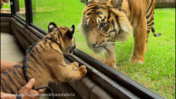 دیدار اولین بار توله ببرها با...