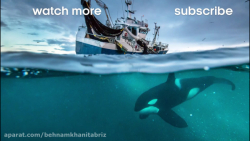 نبرد مادر نهنگ کوه نر برای محا...