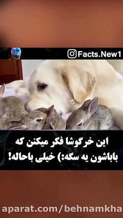کلیپ بامزه خرگوش و سگ خیلی جال...