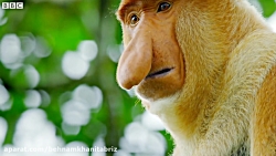 میمون ها باید از رودخانه ای پر...