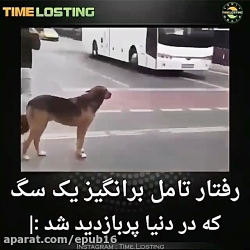 رفتار تامل برانگیز یک سگ که در...