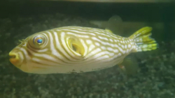 بادکنک ماهی گورخری: Arothron reticularis