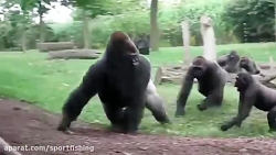 جنگ میمونها با اهوان و حمله شی...