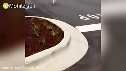 سکی که غذای صاهابش رو برمیداره