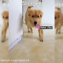 سگ رو تعقیب کرد ببین کجا رفت !