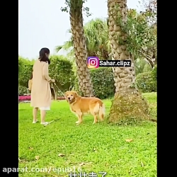 حرکت عجیب سگ بازدید میلیونی دا...