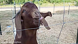 دورهم یکم بخندیم!!