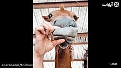 همه چیز از همه جا