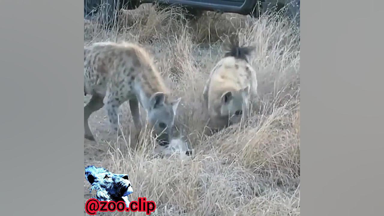 نبرد کفتار با مار پیتون Hyena battle with python زمان25ثانیه
