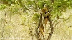 جنگ و جدال شیرها و فیلها و کفت...
