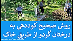 ایران گردو | روش صحیح کوددهی به درختان گردو از طریق خاک | گردوی پیوندی